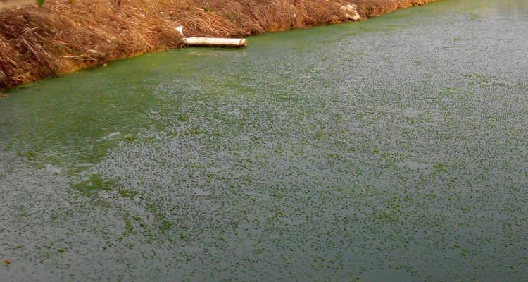 1720062337418532.png 水體富營養化.png