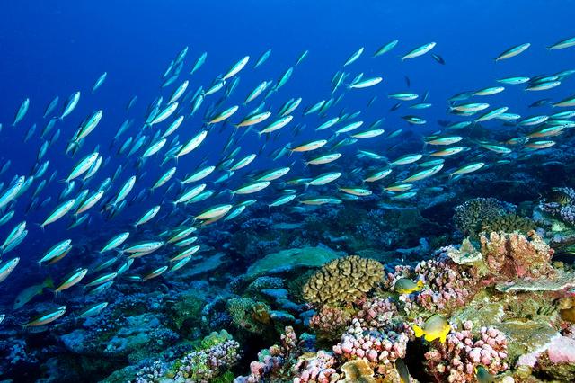 1754272679251108.jpg 海洋生態(tài)系統(tǒng).jpg