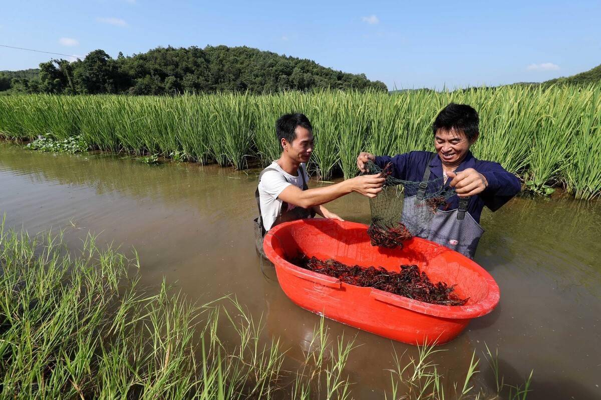 1755500856305763.jpeg 1755500856305763.jpeg