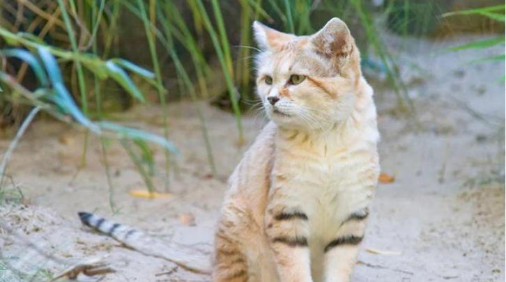 1762393080239589.jpg 寵物.jpg