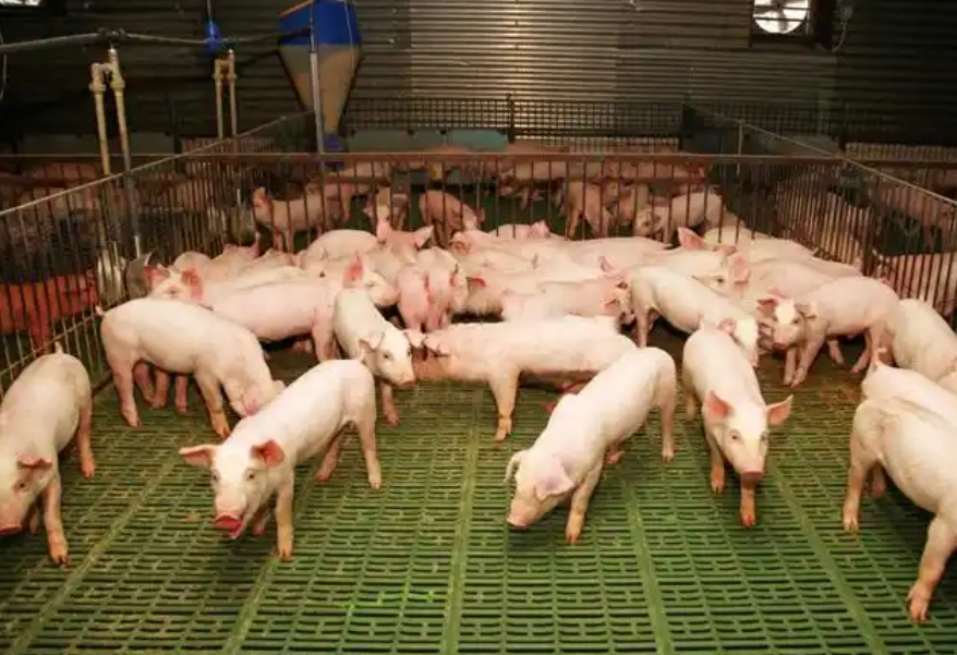 1763346024553882.jpg 1763346024553882.jpg