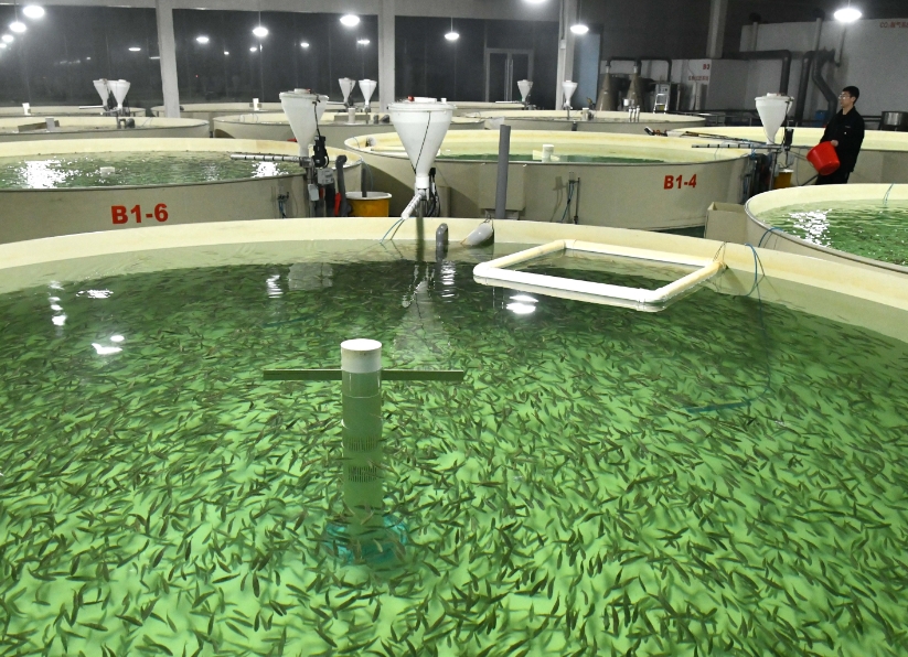 1768529063596751.png 水產育苗.png